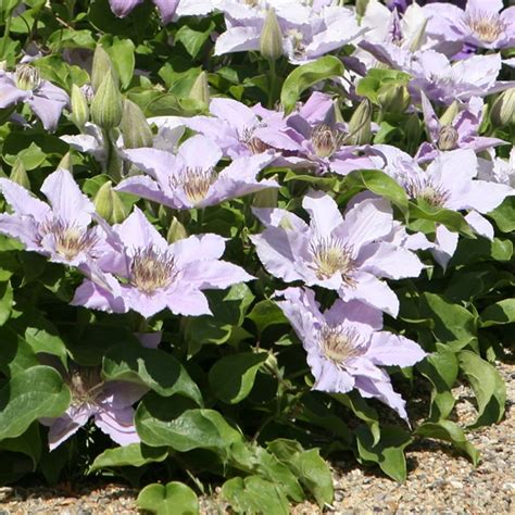 altezza clematis tudor|Clematis Filigree ('Evipo029' PBR) (Tudor Patio Series) (EL).